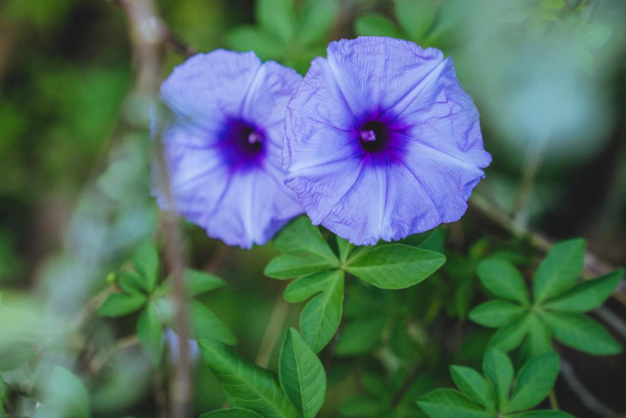 Gaia'S Garden Guest House オーロヴィル 部屋 写真