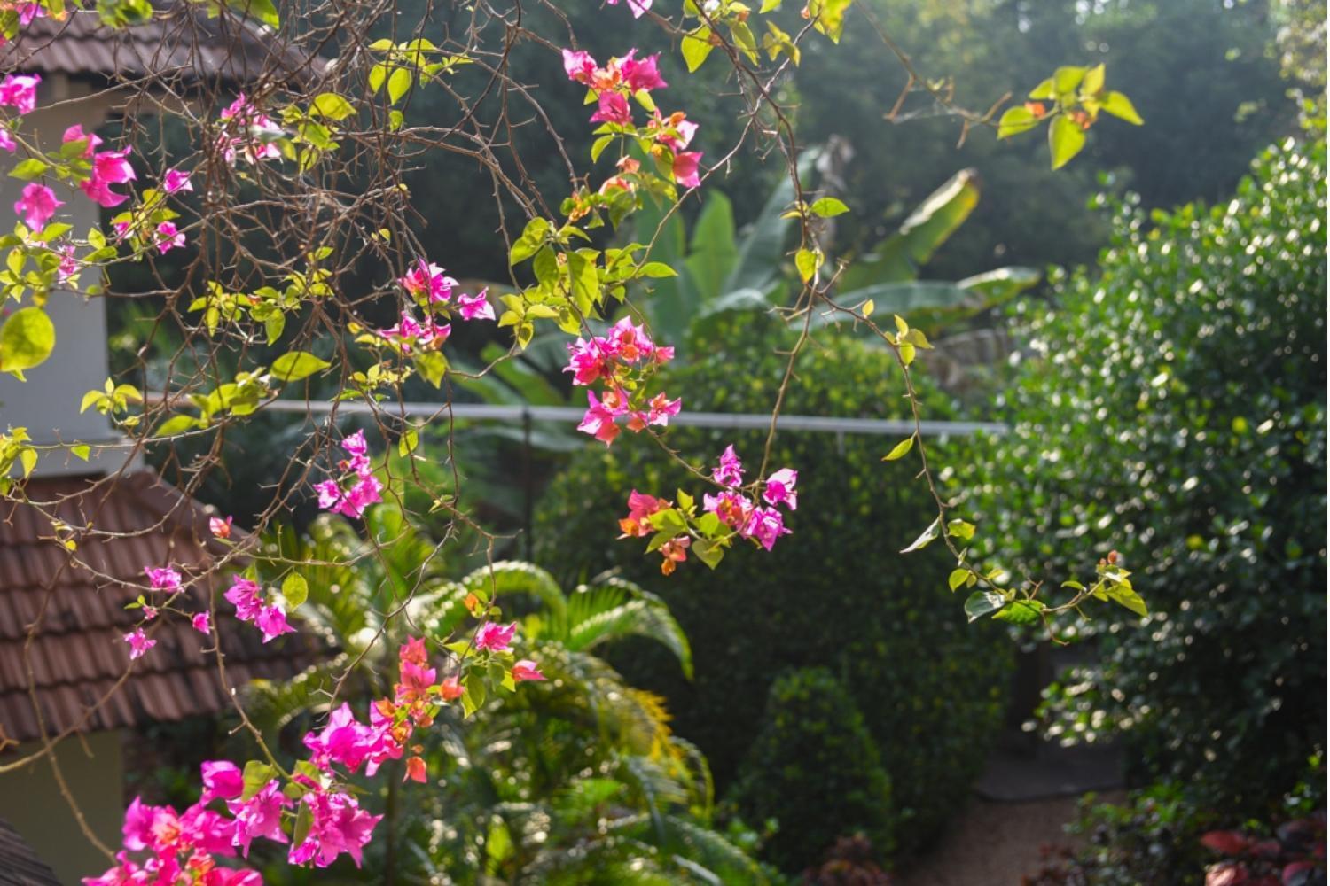 Gaia'S Garden Guest House オーロヴィル エクステリア 写真